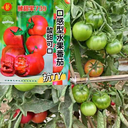 沭阳县豫艺酸甜果基地用水果番茄种子 沙瓤酸甜可口粉红番茄西红柿种子