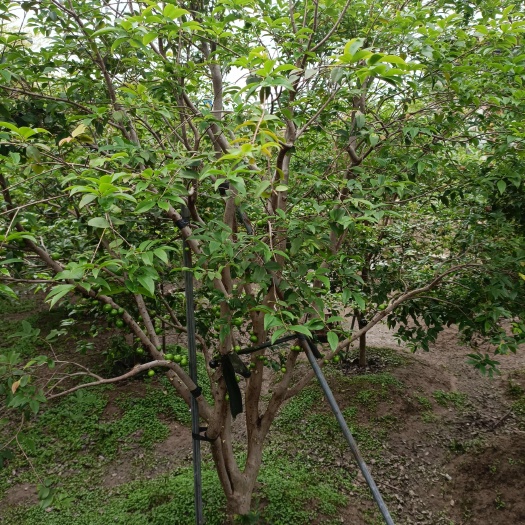  树葡萄