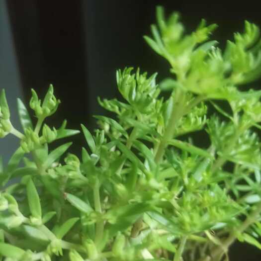 咸宁垂盆草苗