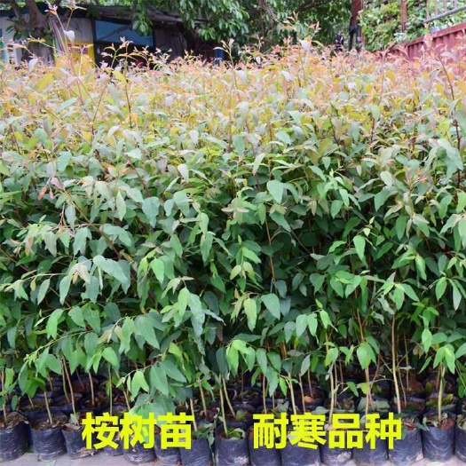 灵山县桉树苗