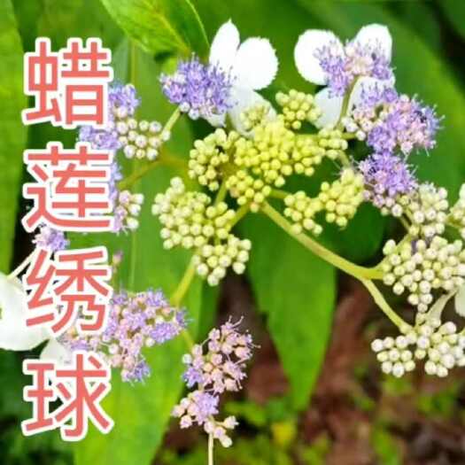 长阳县蜡莲秀球