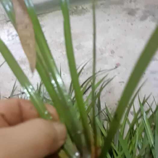 垫江优质石菖蒲苗，大叶红心，产量高，易成活。