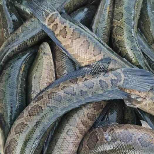 濮阳黑鱼，乌鱼，生态养殖水质好肉质鲜美，长期大量供货