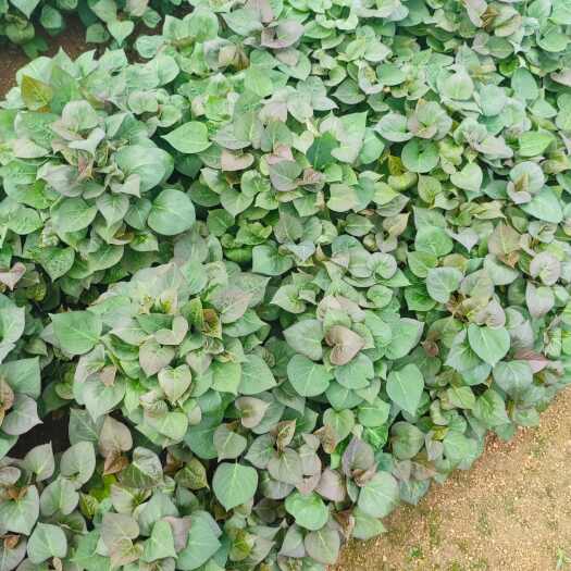邹城市烟薯25蜜薯苗