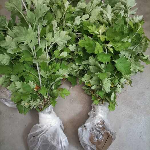 蕲春县蕲艾苗（根）