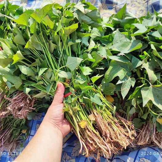 禹州市商薯19红薯苗  板栗薯  冷棚脱毒红薯苗 基地直发 质量保
