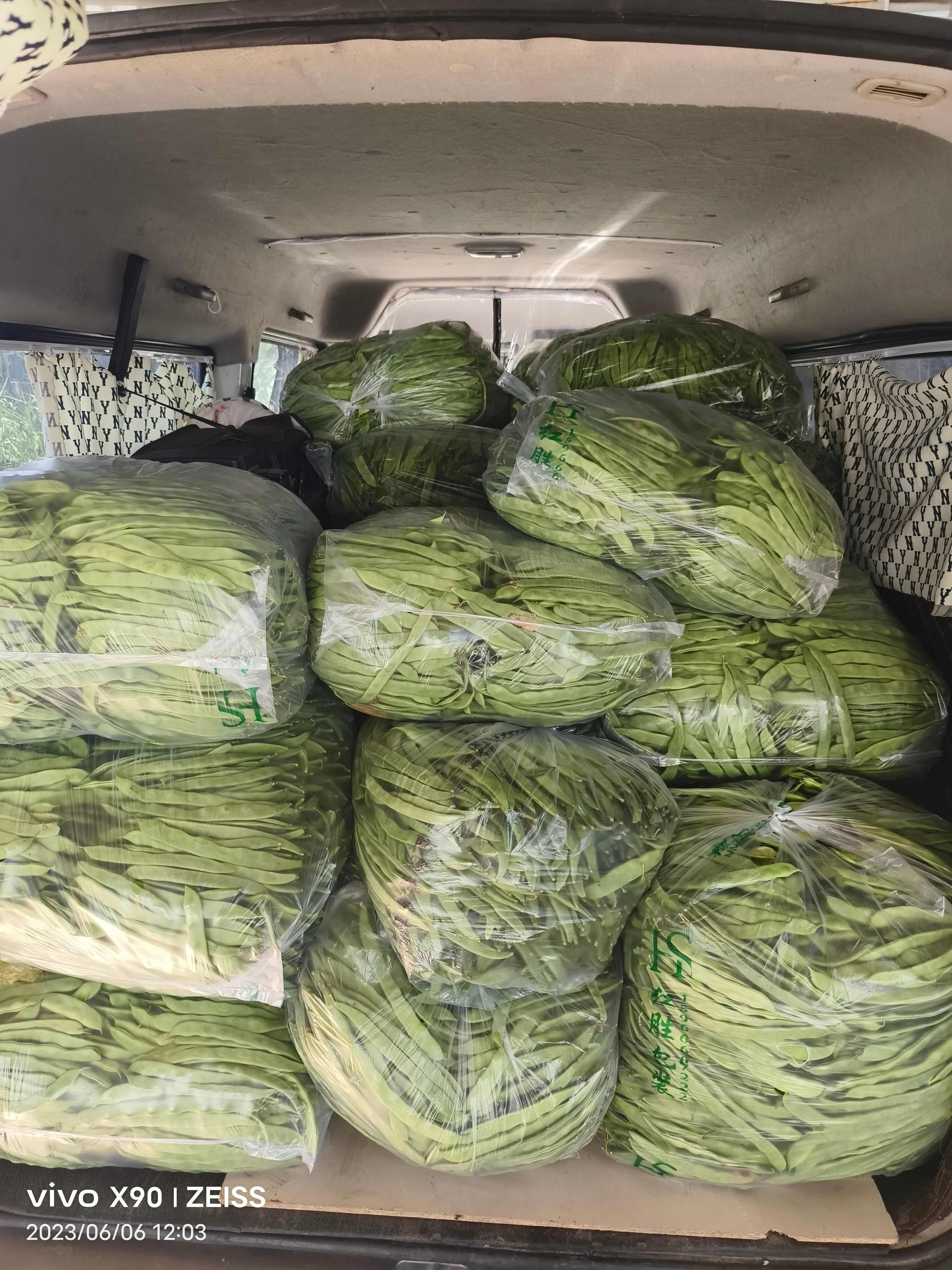 精品芸豆大量有货