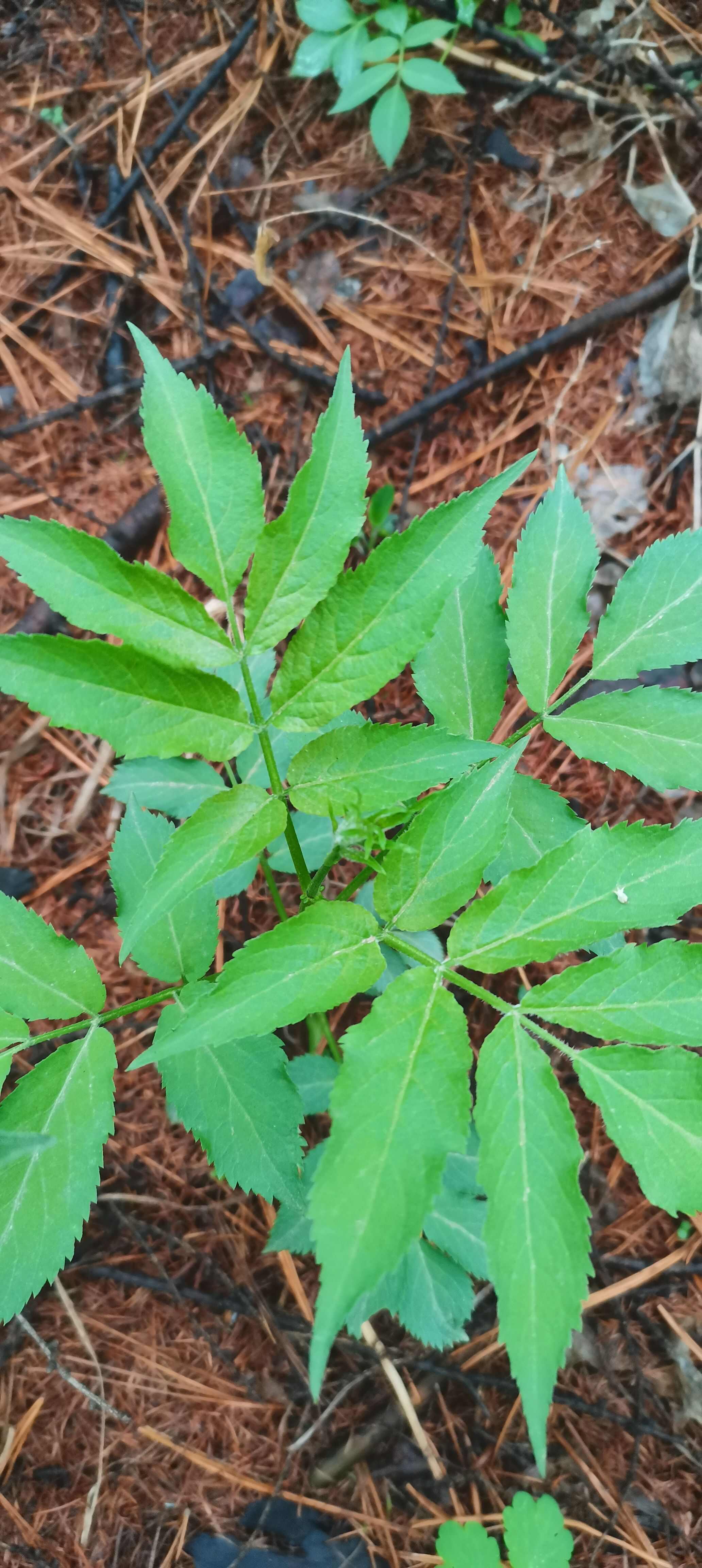 接骨木苗