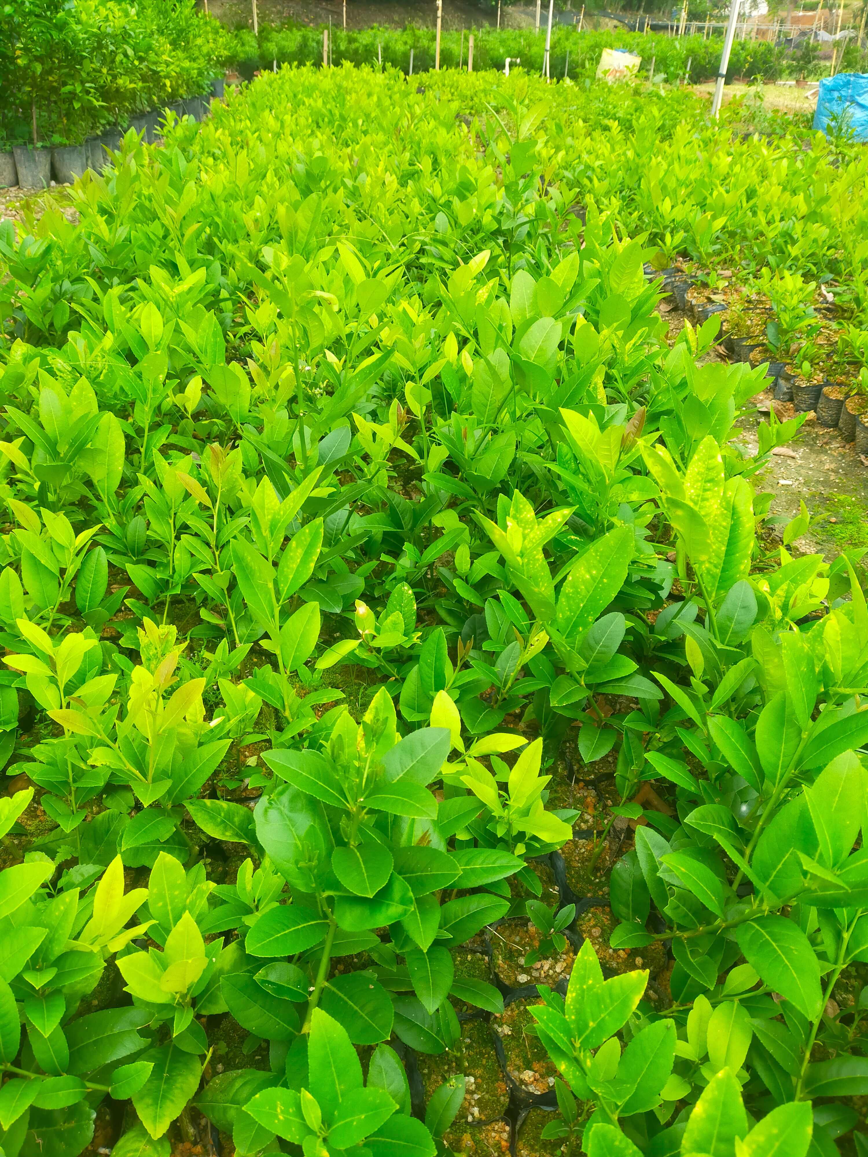 香水柠檬苗小杯苗20-40cm 高