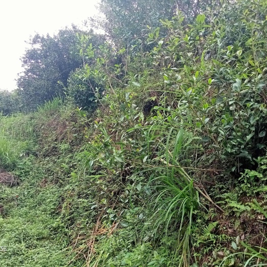 遂川县自产茶