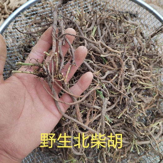 岷县甘肃岷县踩挖北柴胡 黑柴胡