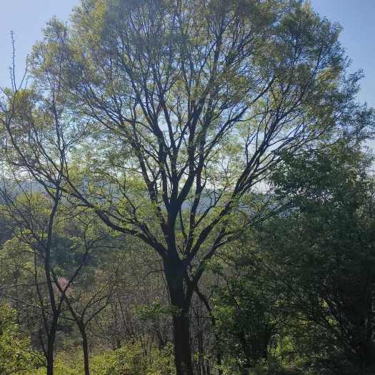 南京朴树基地提供15公分-35公分朴树