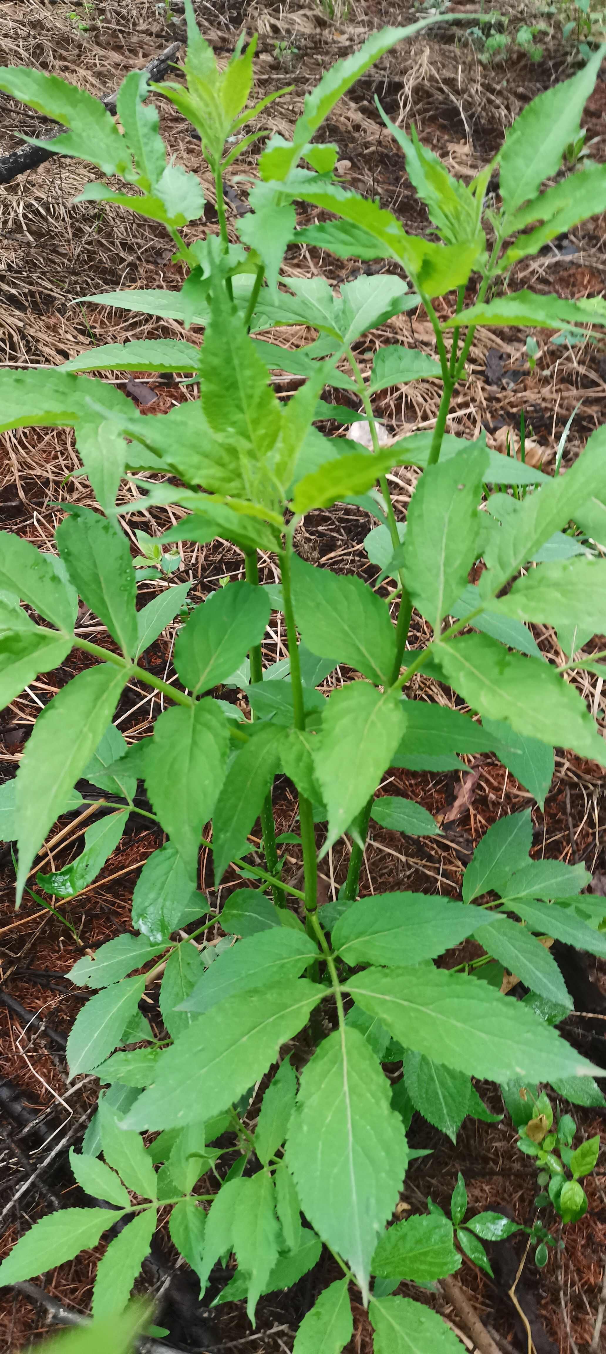 接骨木苗