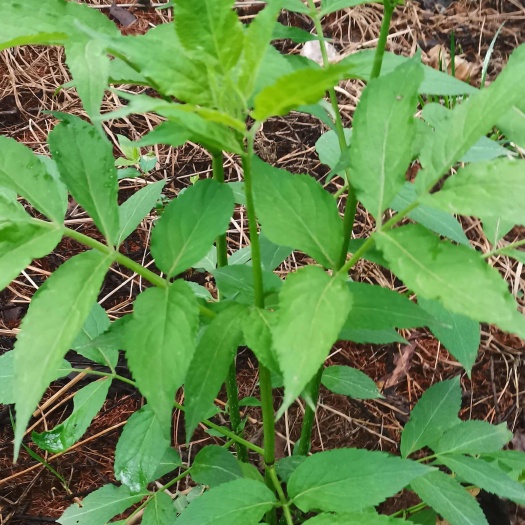 接骨木苗