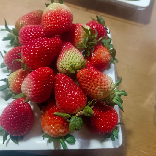 会泽县云南夏季双流商用草莓