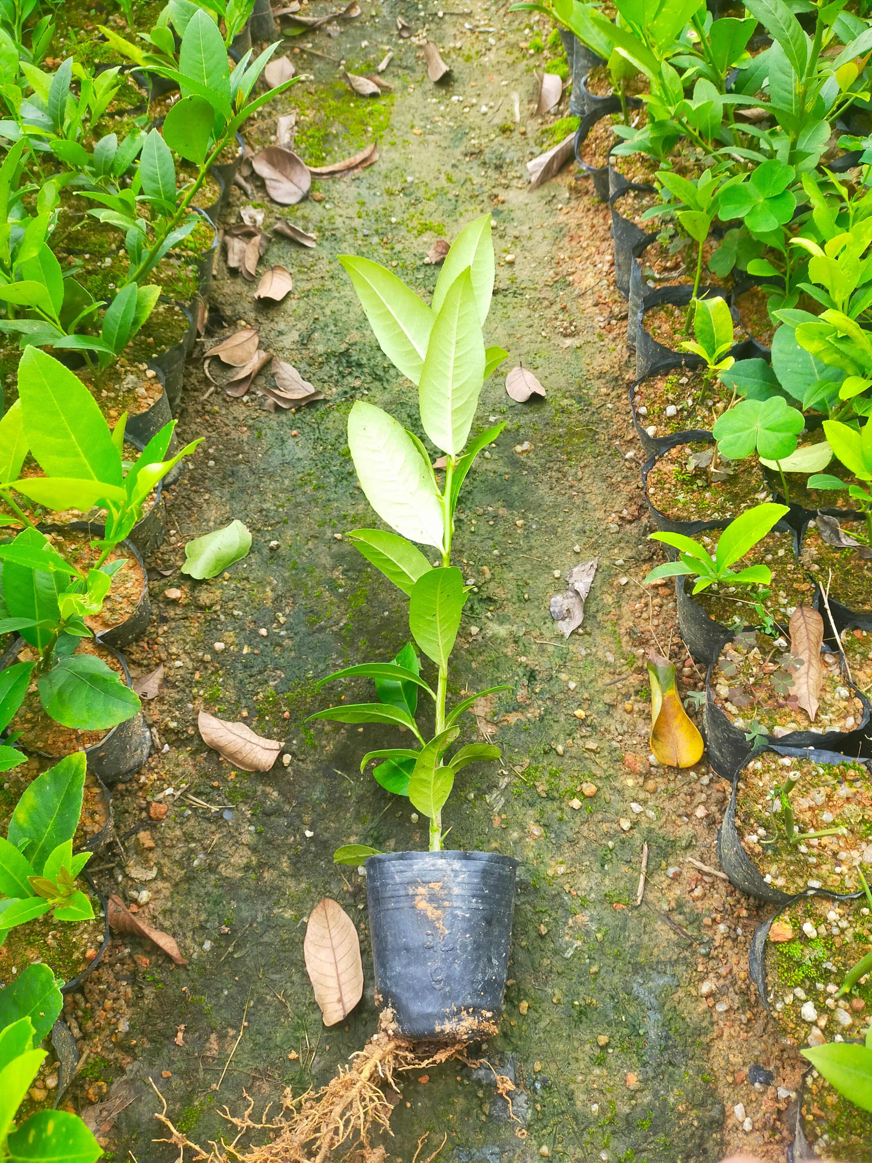 香水柠檬苗小杯苗20-40cm 高