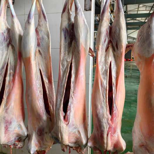 卓资县内蒙古草地散养大羊，30-50斤，肉质紧致，无肥肉
