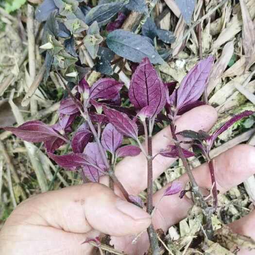 珙县风柜斗草
