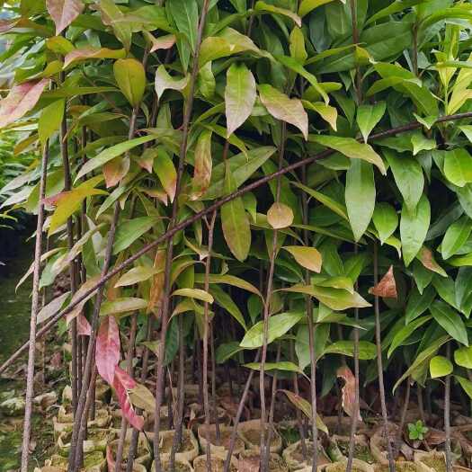 广州30一100高木荷无纺布袋苗，荒山荒岭专业造林木荷苗