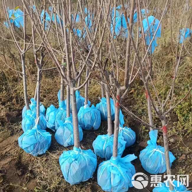 萨米脱大樱桃树苗 车厘子树苗 基地现起现发货 新品种大樱桃苗