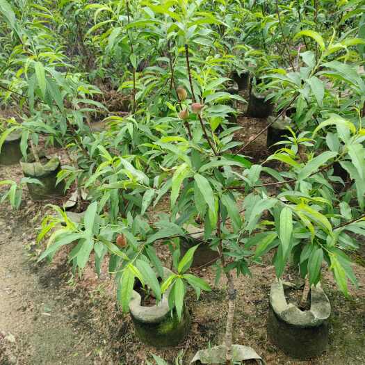 普宁市鹰嘴桃树苗布袋苗