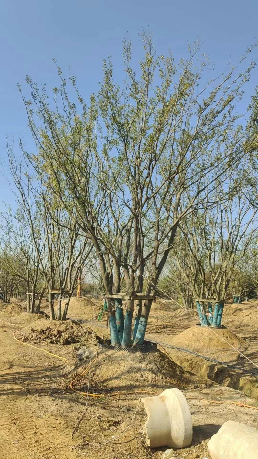 架支大型丛生朴树70公分-130公分