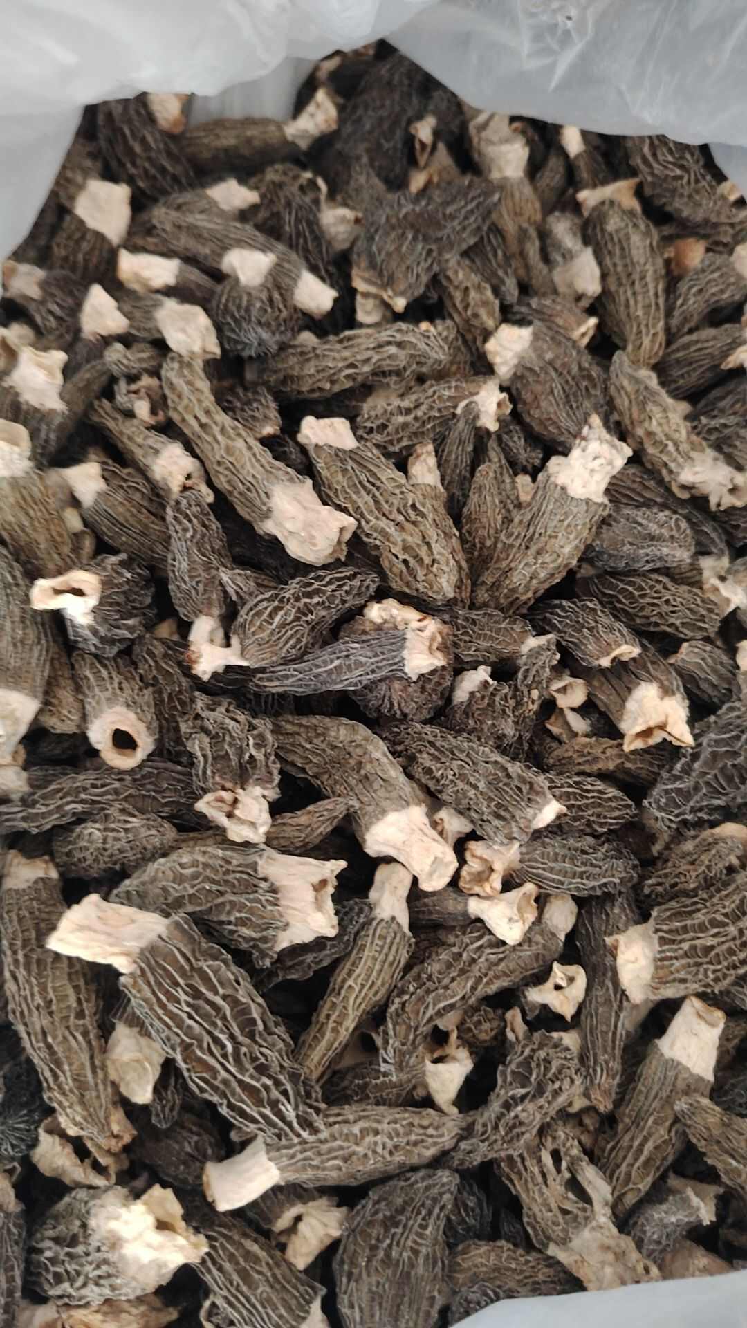 无农药绿色羊肚菌！肉厚菌香味十足接近野生