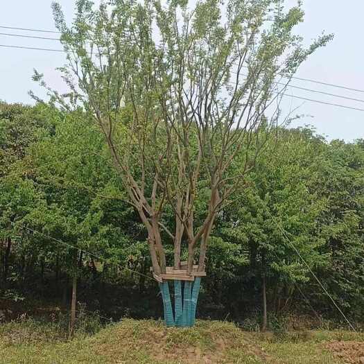 南京架植5杆丛生朴树50公分-80公分