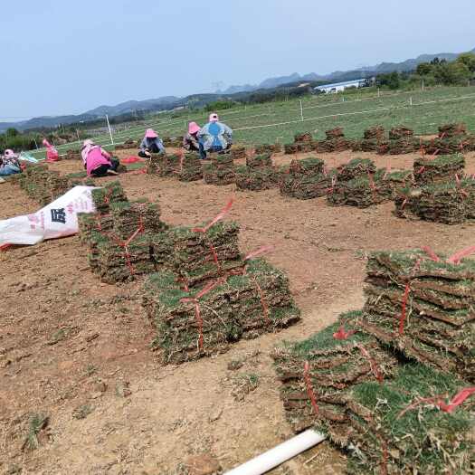 富川县马尼拉草皮