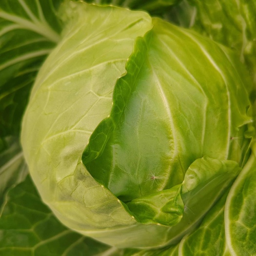 甘蓝菜