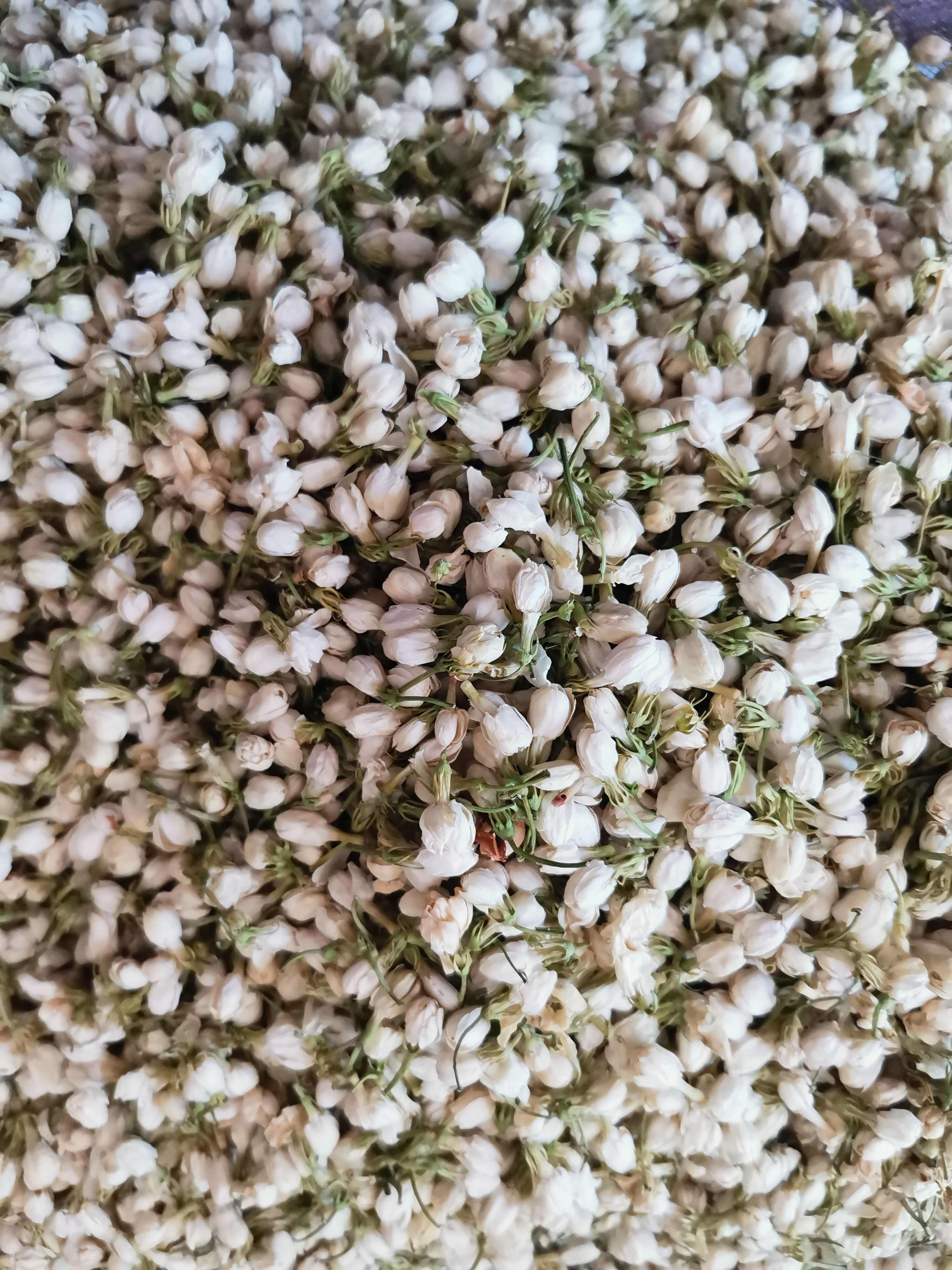 茉莉花茶 无硫茉莉花【假一赔十】