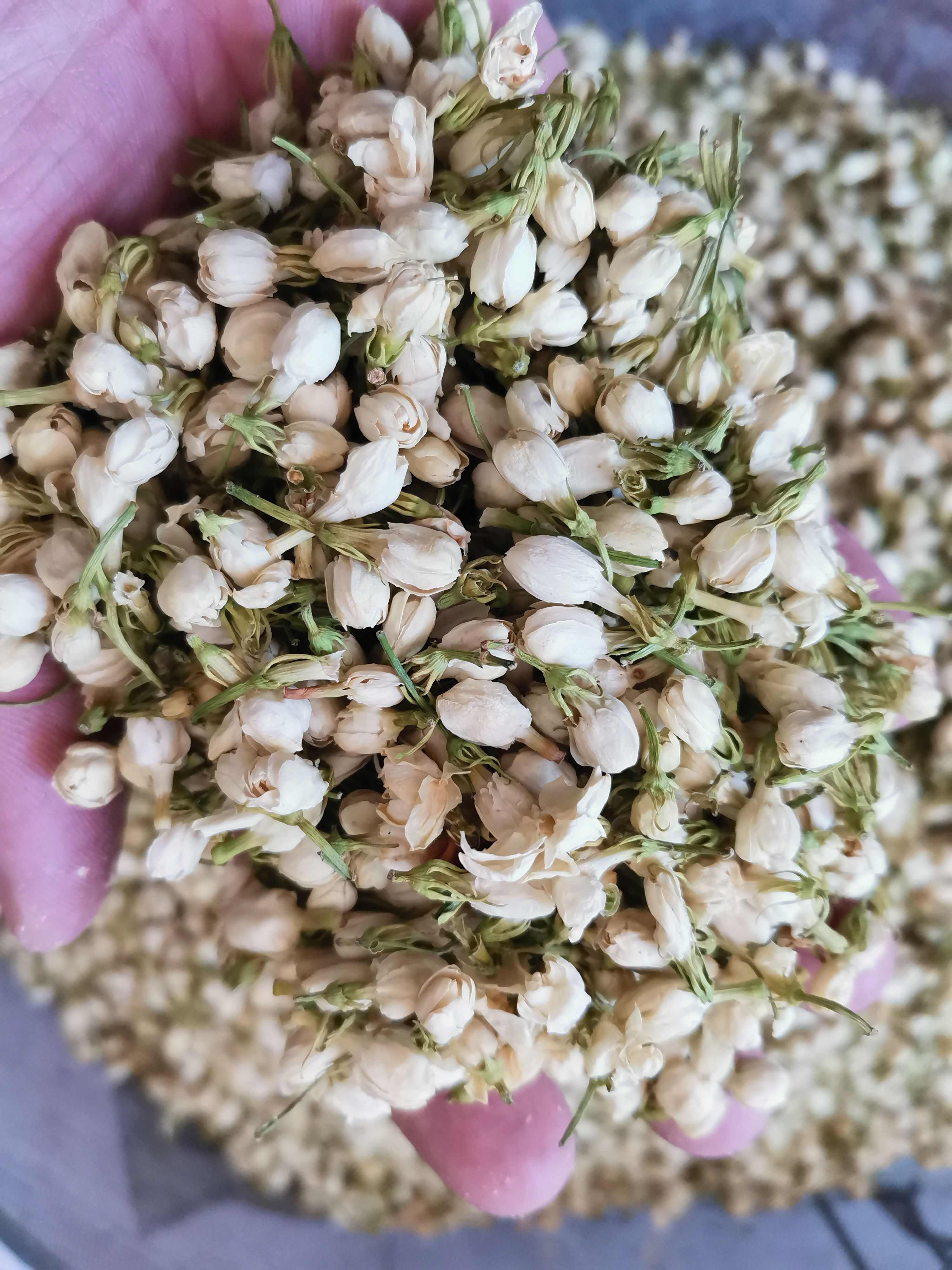 茉莉花茶 无硫茉莉花【假一赔十】