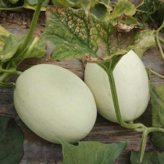上海上海南汇玉菇甜瓜，软糯香甜。