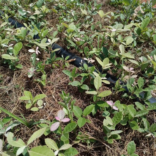 石林县昆明石林滇青冈，小白袋高度30~40。欢迎老板实地看苗。