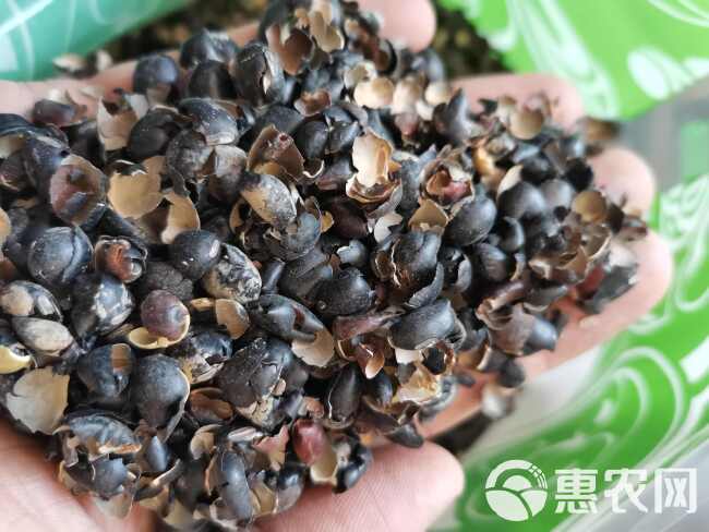 黑豆衣 白豆衣【假一赔十】