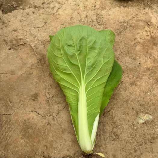 华蔬耐热快菜种子颜色绿叶片厚柔韧性好基地用种子