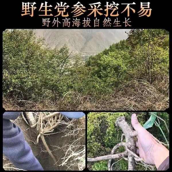 产地直发老党参，各种规格，精品好货，欢迎咨询