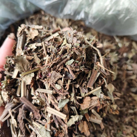 石见穿中草药别名紫参全草月下红乌沙草干货