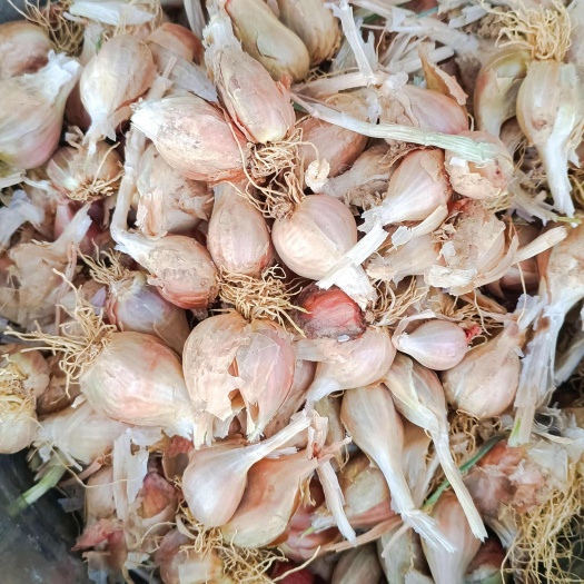  香葱苗