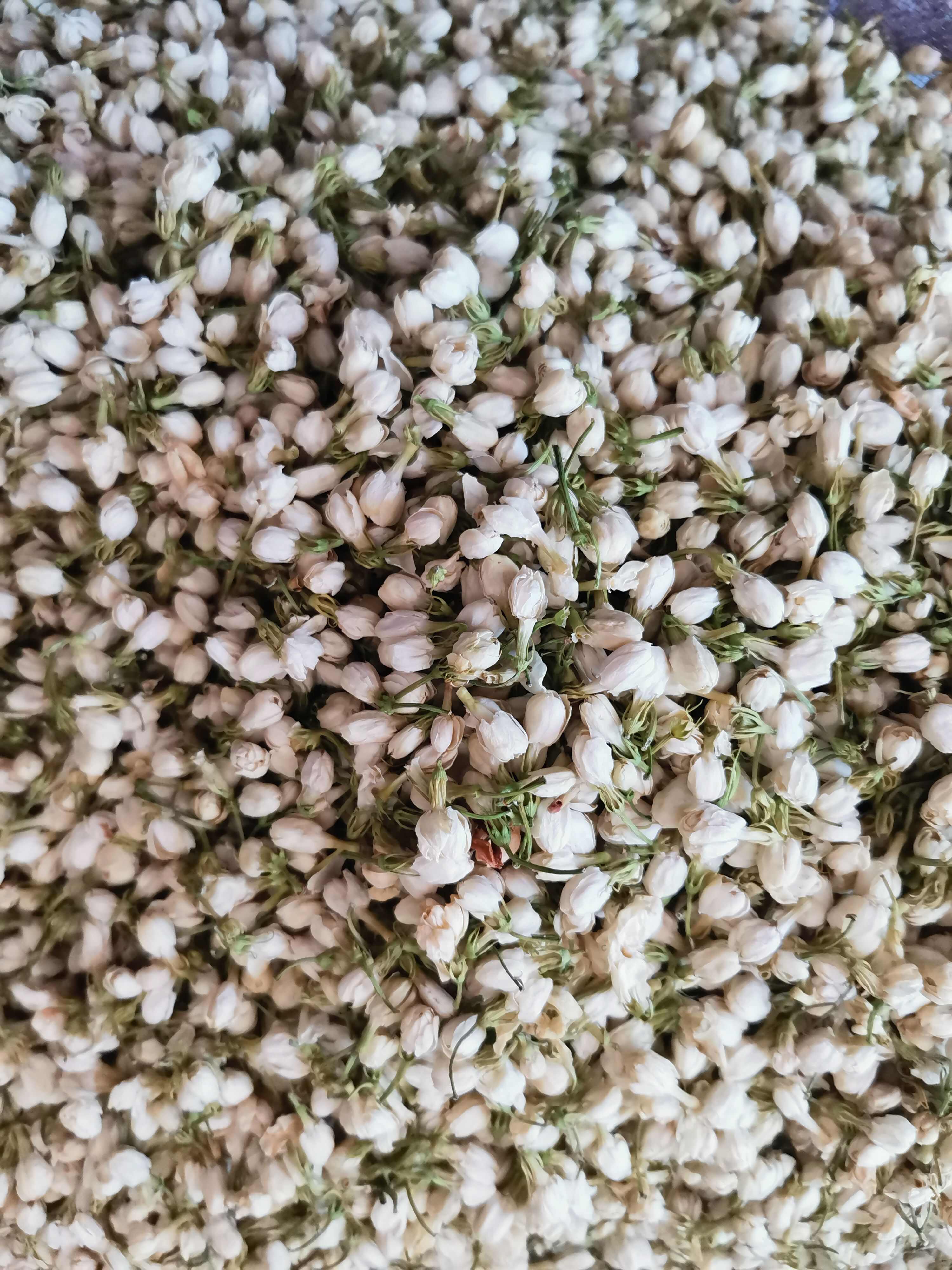 茉莉花茶 无硫茉莉花【假一赔十】