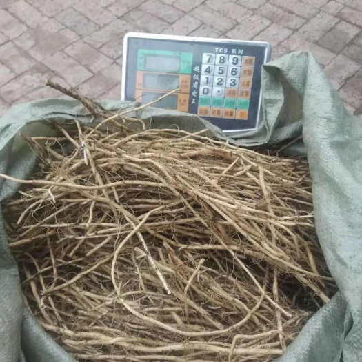 扶余市红菇娘根大量出售苦姑娘根
