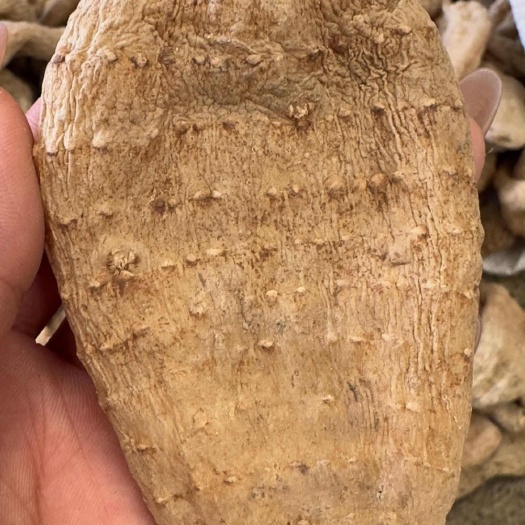 宁强县无硫干天麻特大 单个至少50克起