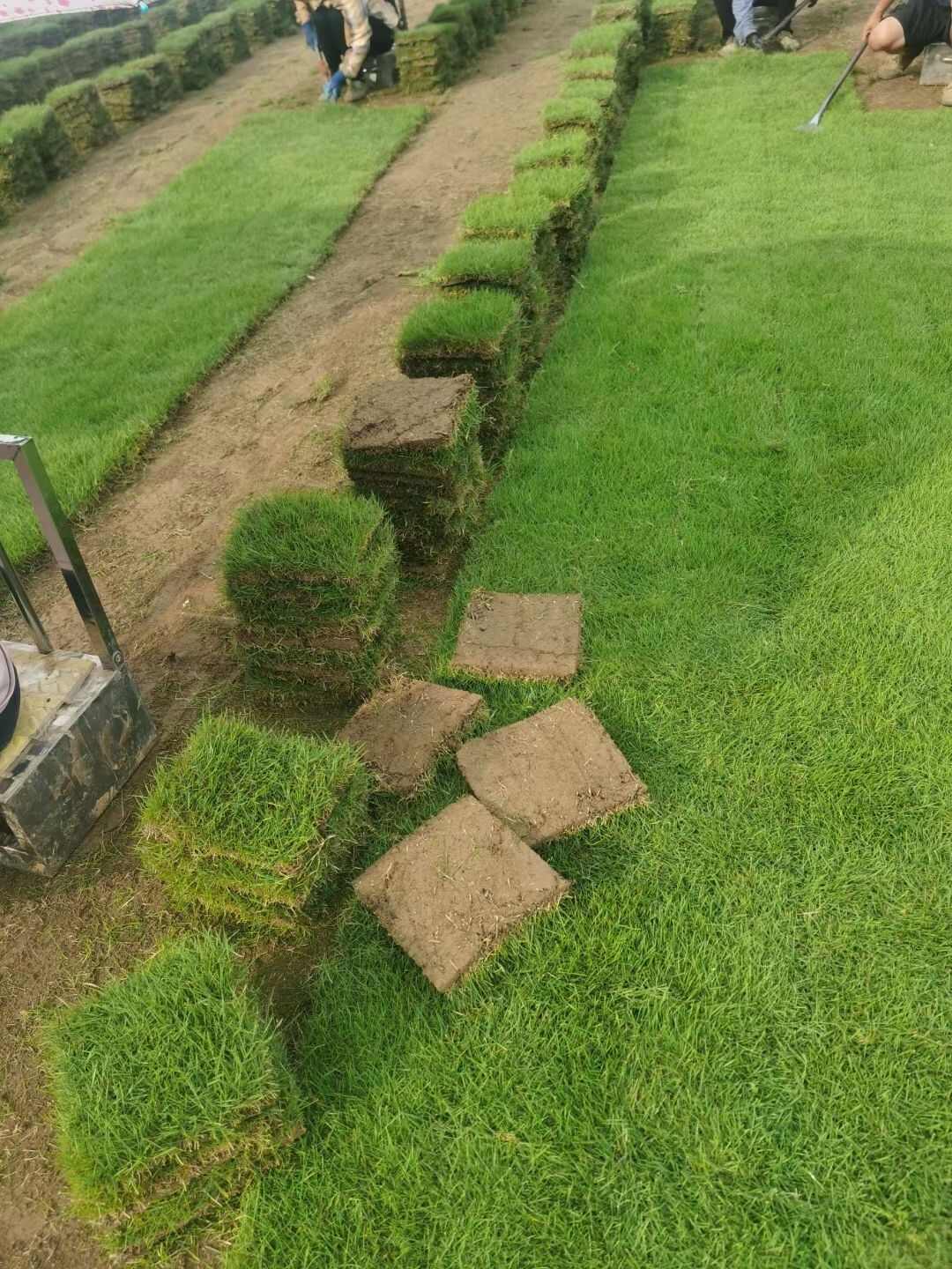 草坪