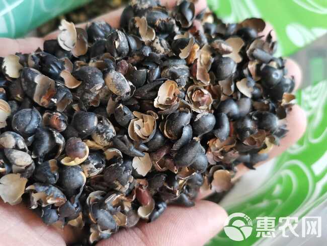 黑豆衣 白豆衣【假一赔十】