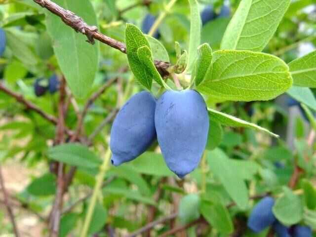 赤峰蓝靛果。花青素含量是蓝莓7.2倍，营养丰富。