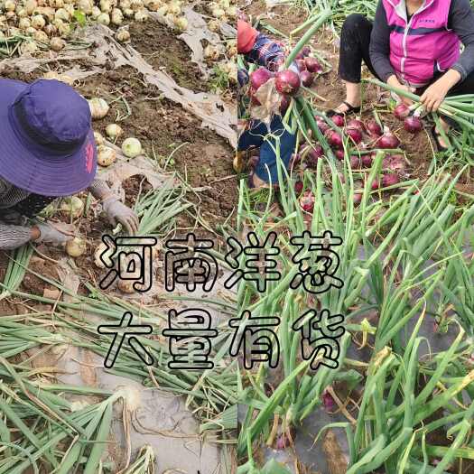新野县河南洋葱，红黄紫，大量有货，各种规格，产地直发。