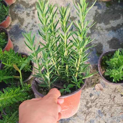 成都迷迪香，迷迪香工程苗，花镜植物双色杯