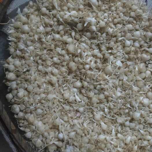 张家口自己挖的野生薤白自己加工