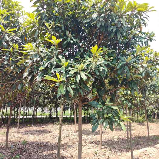 南阳枇杷树7-8公分