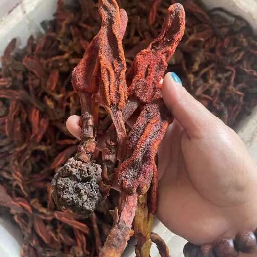 独山县正品贵州回春草泡水泡酒一斤起